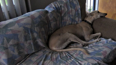 Rest In Peace - Jay Z